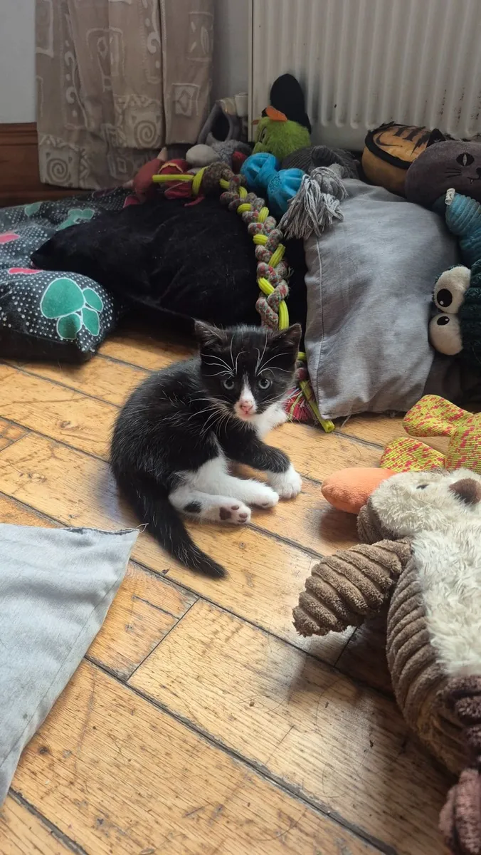 2 adorable, well-socialised kitten - Image 3