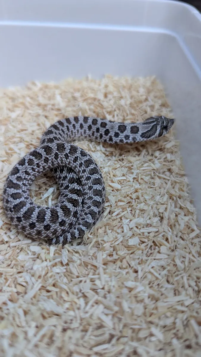 Western Hognose Snake - Image 1