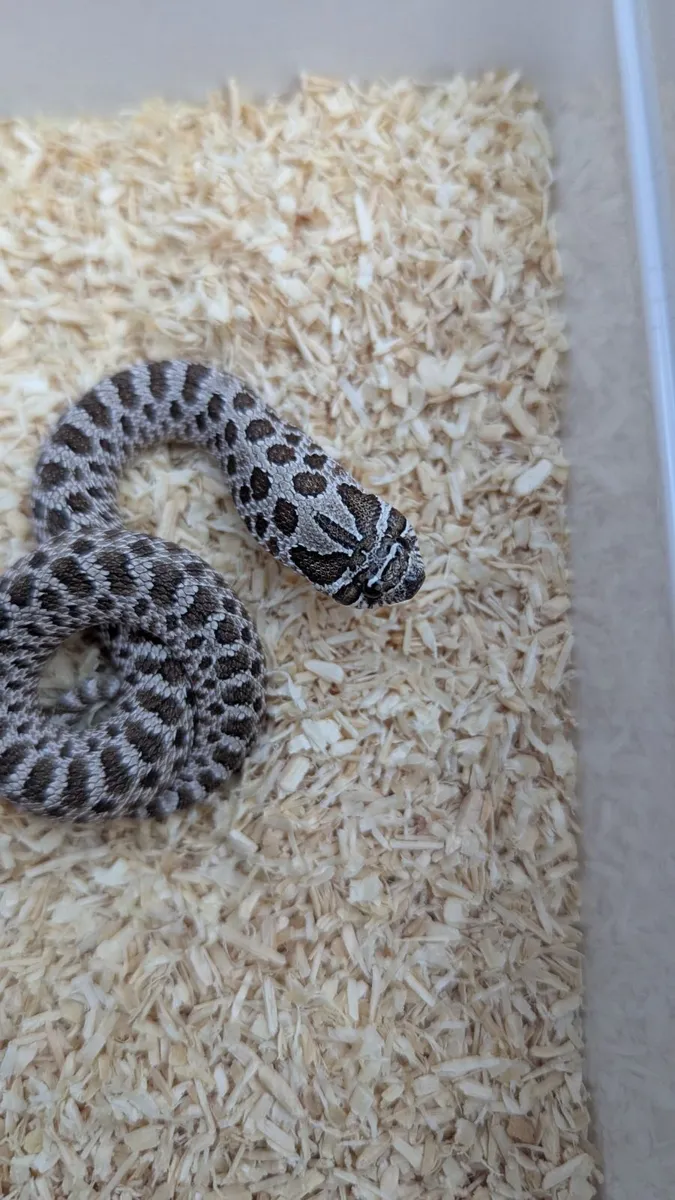 Western Hognose Snake - Image 2