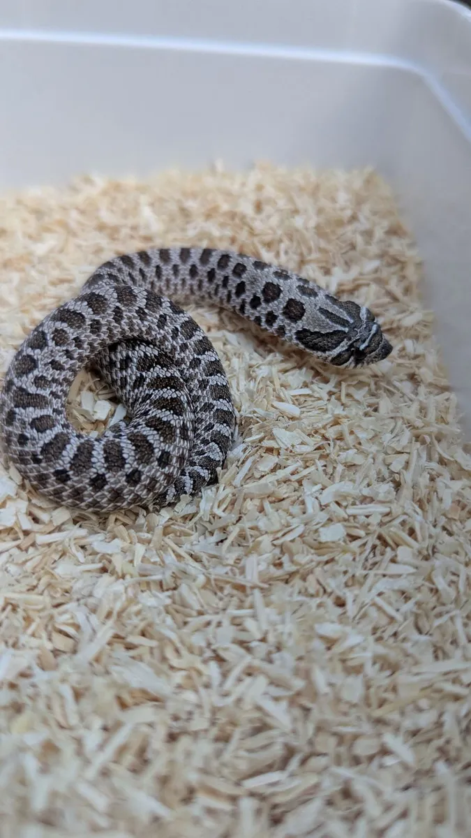 Western Hognose Snake - Image 4