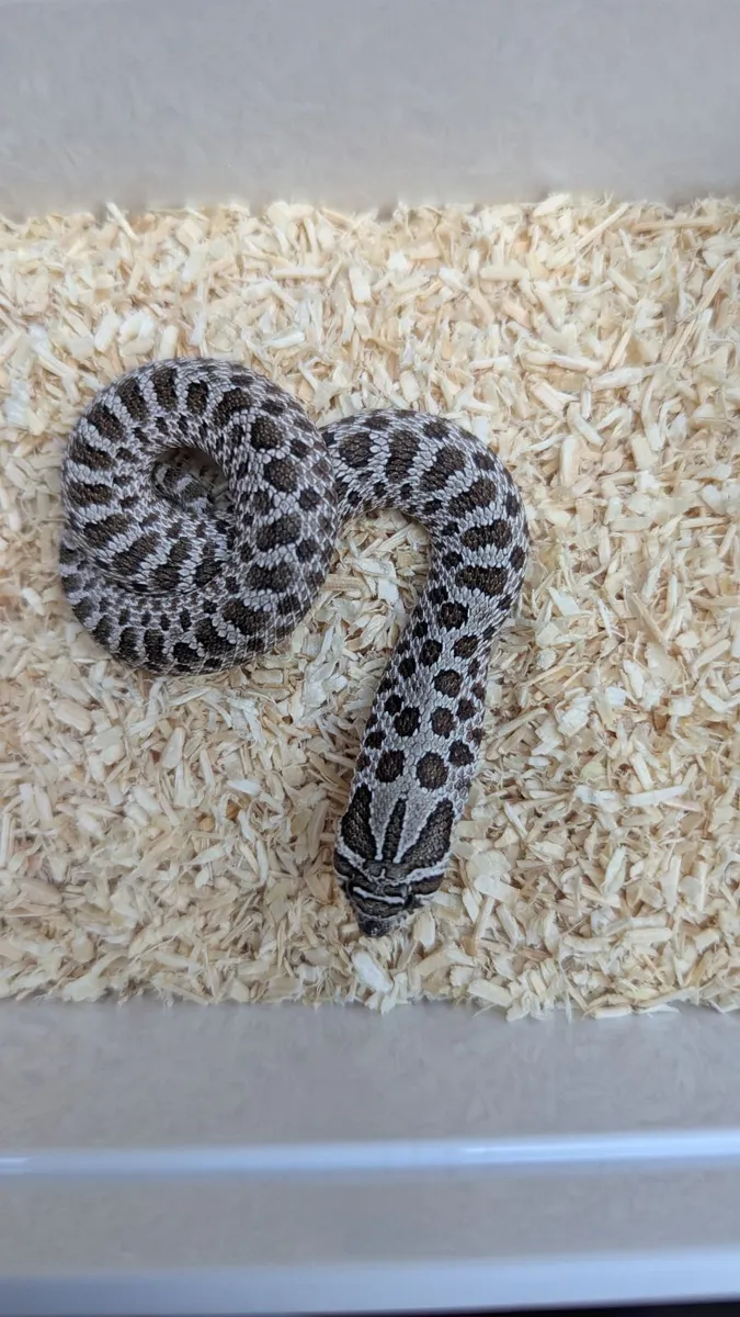 Western Hognose Snake - Image 3