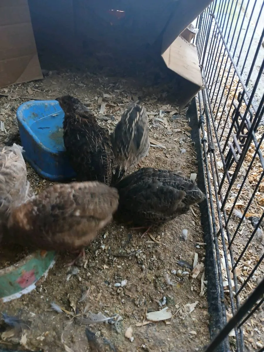 6 Quail females - Image 1