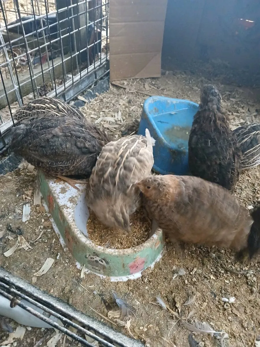 6 Quail females - Image 2