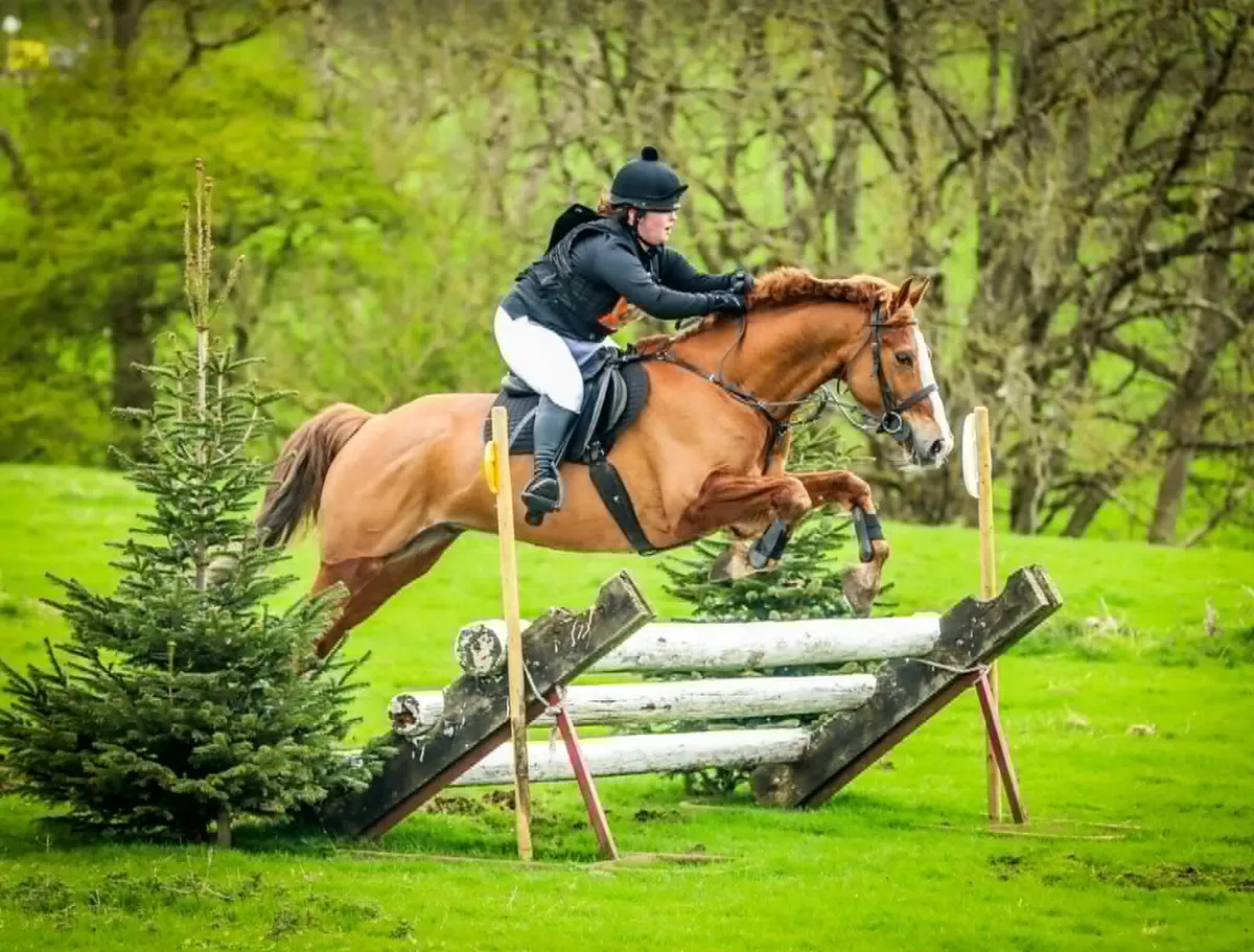 Sport Horse / Hunter - Image 1