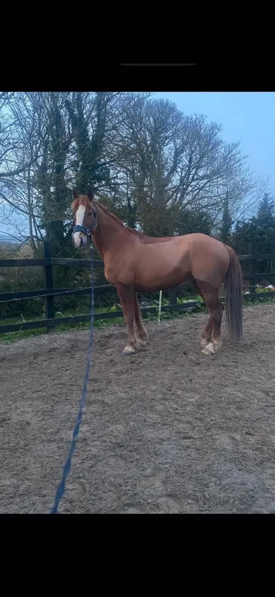 Sport Horse / Hunter - Image 2