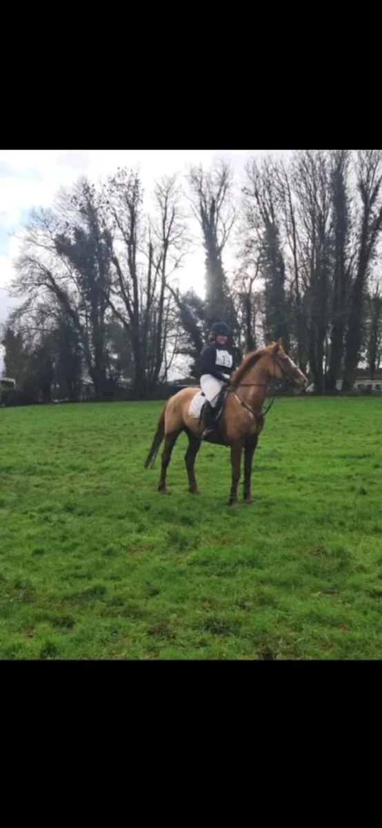 Sport Horse / Hunter - Image 3