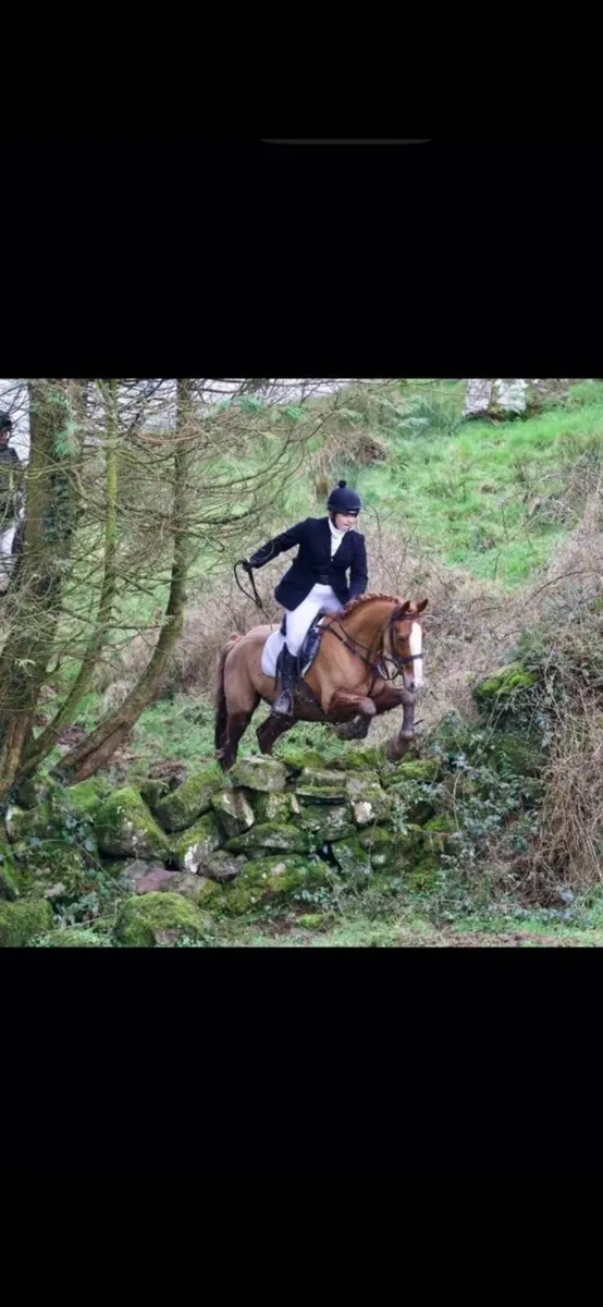 Sport Horse / Hunter - Image 4