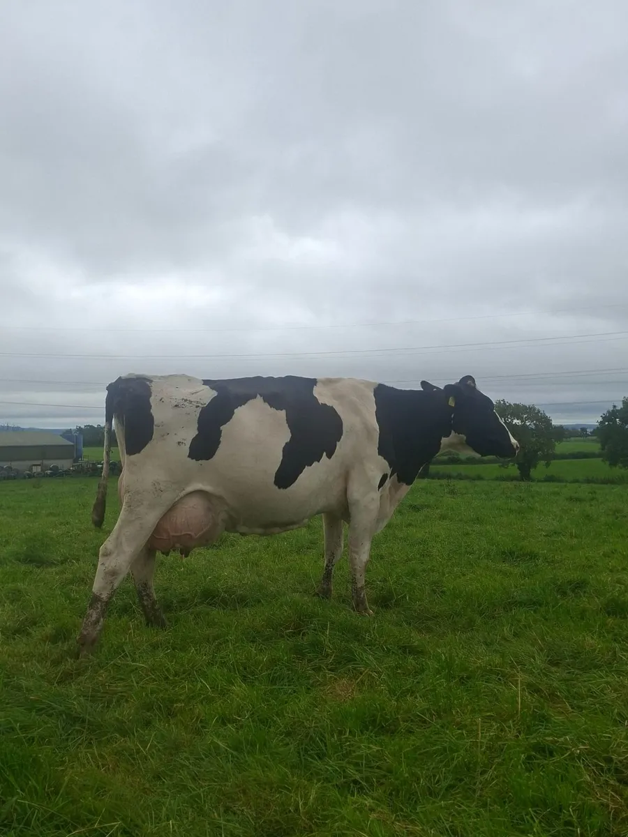 Holstein bull - Image 4