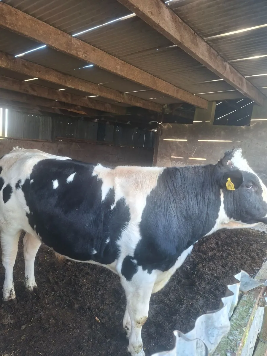 Holstein bull - Image 1
