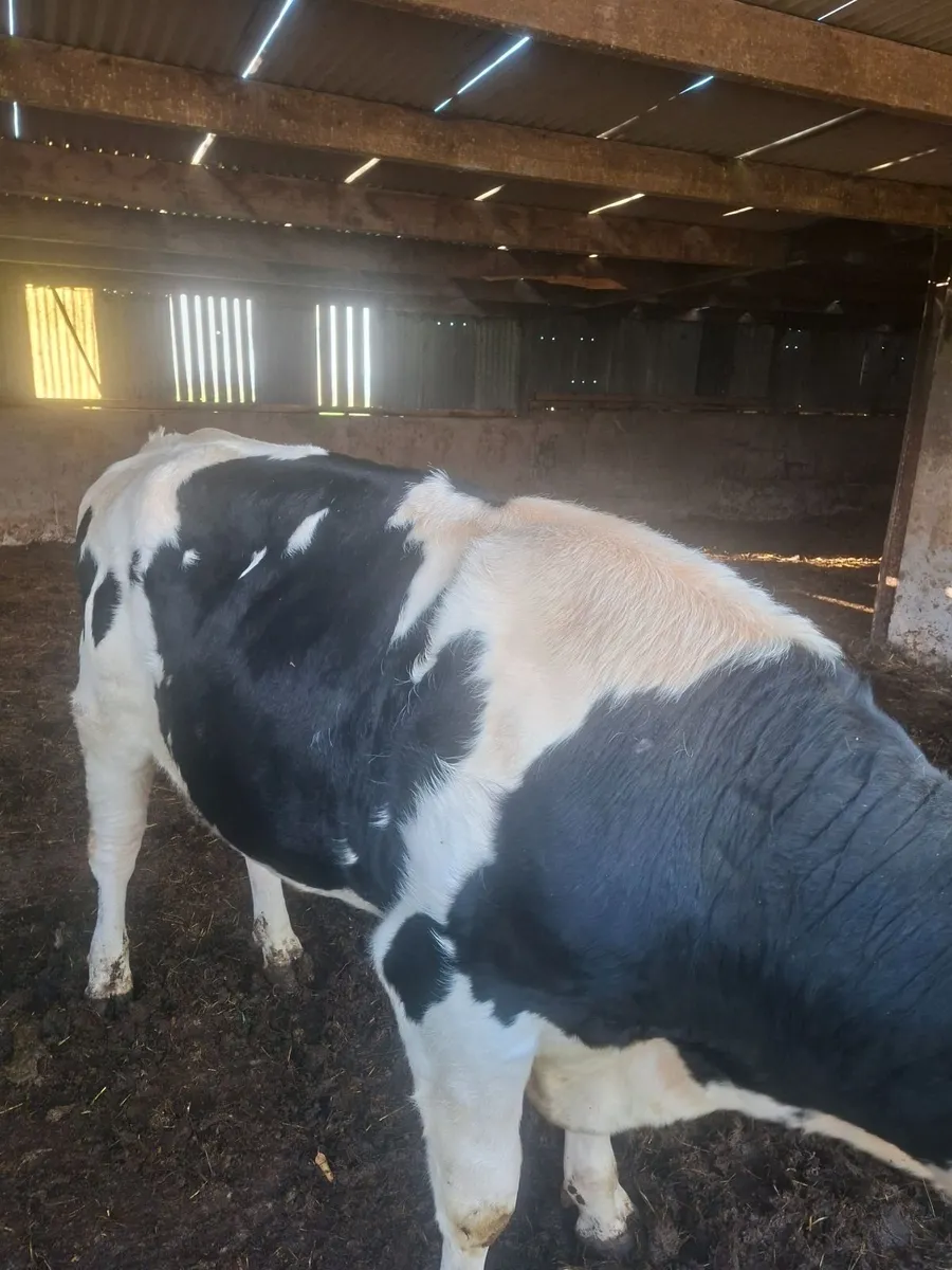 Holstein bull - Image 2