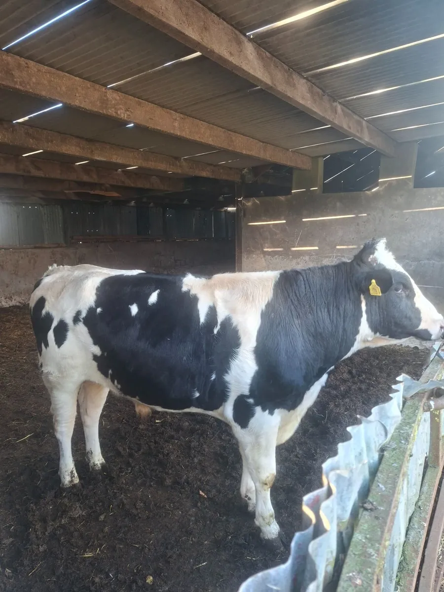 Holstein bull - Image 3