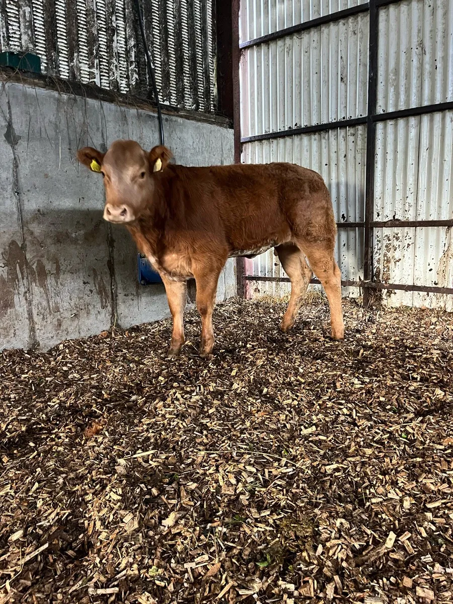 Heifer Weanling - Image 1