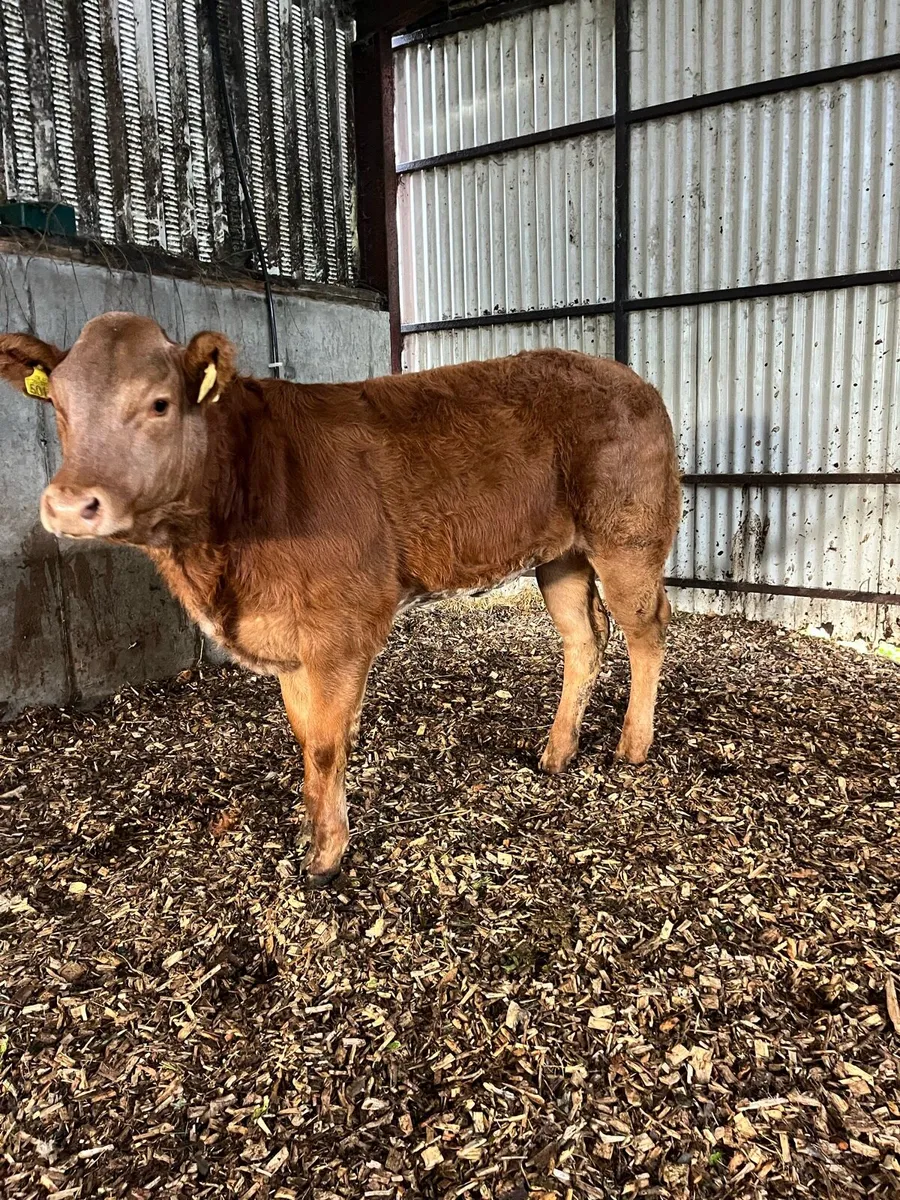 Heifer Weanling - Image 3