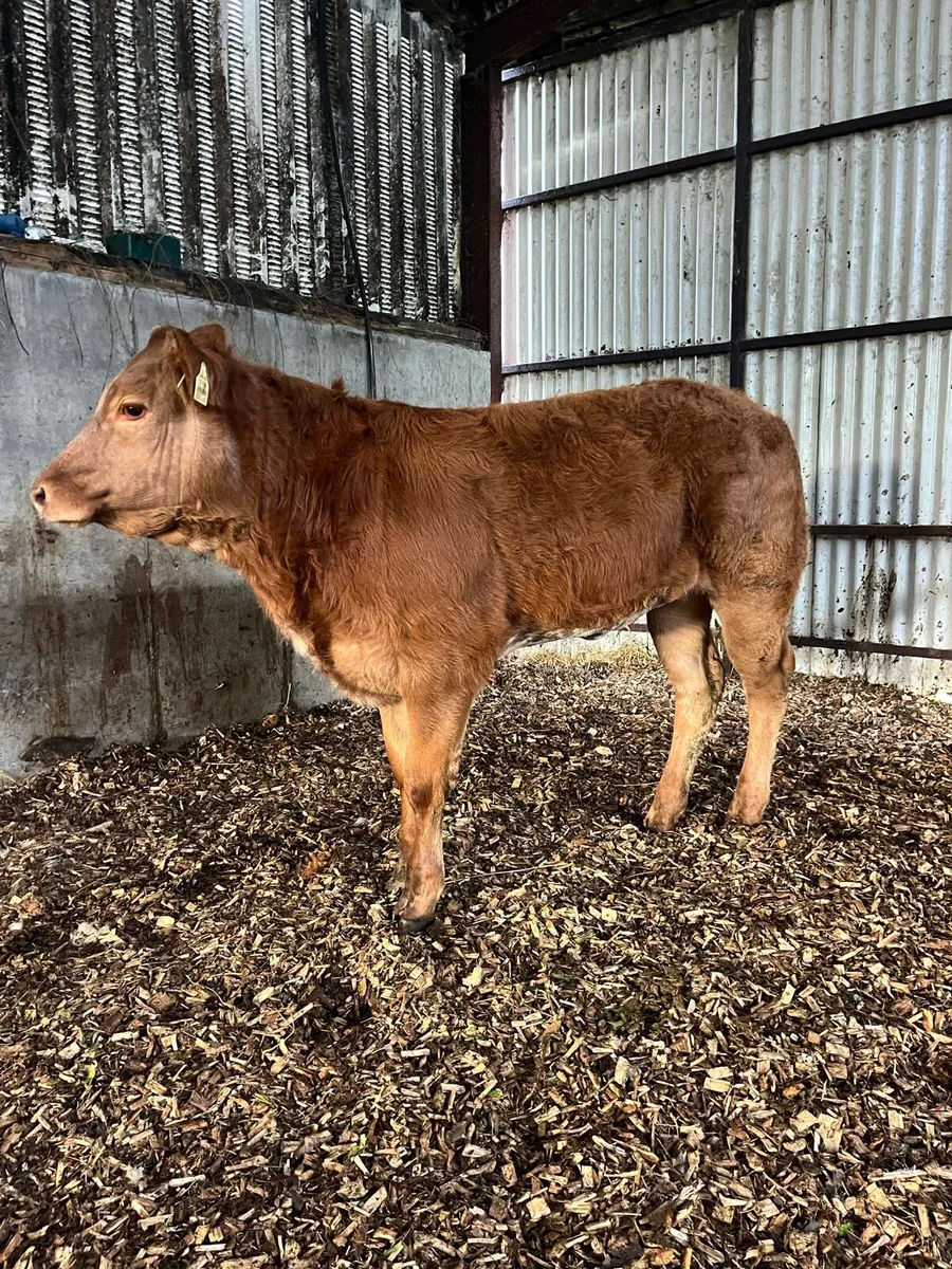 Heifer Weanling - Image 4