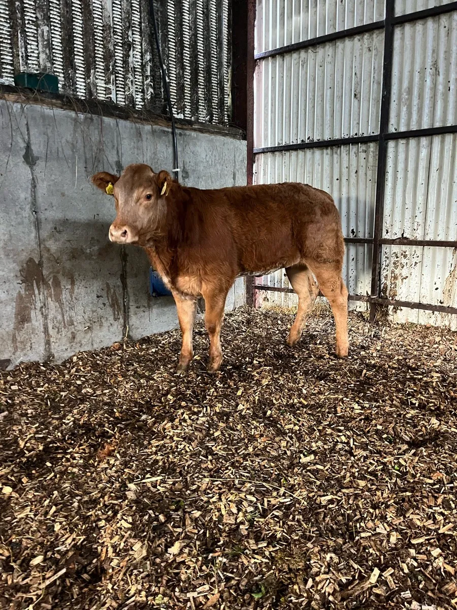 Heifer Weanling - Image 2