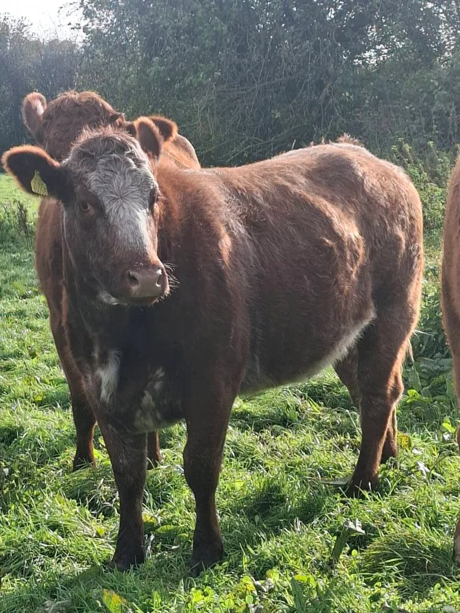 Springers for sale - Image 3