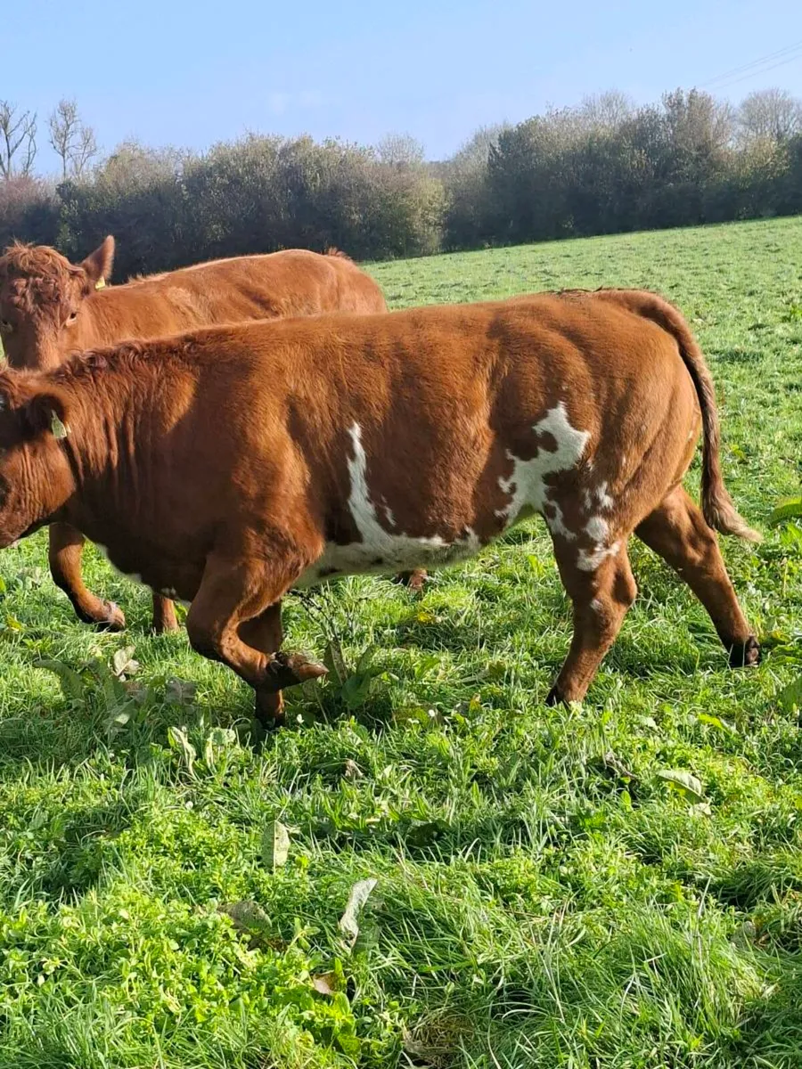 Springers for sale - Image 1