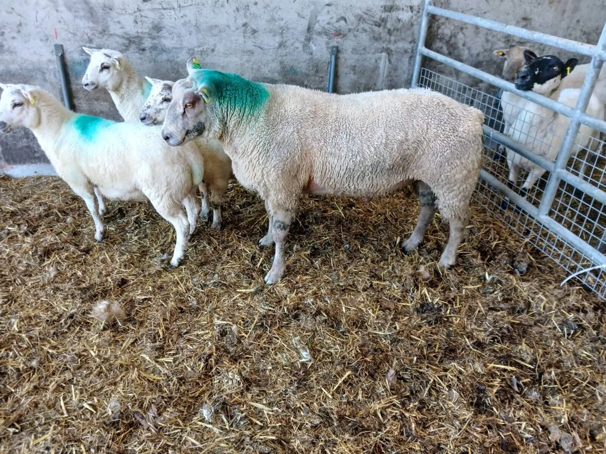 Charolais  hogget ram - Image 1