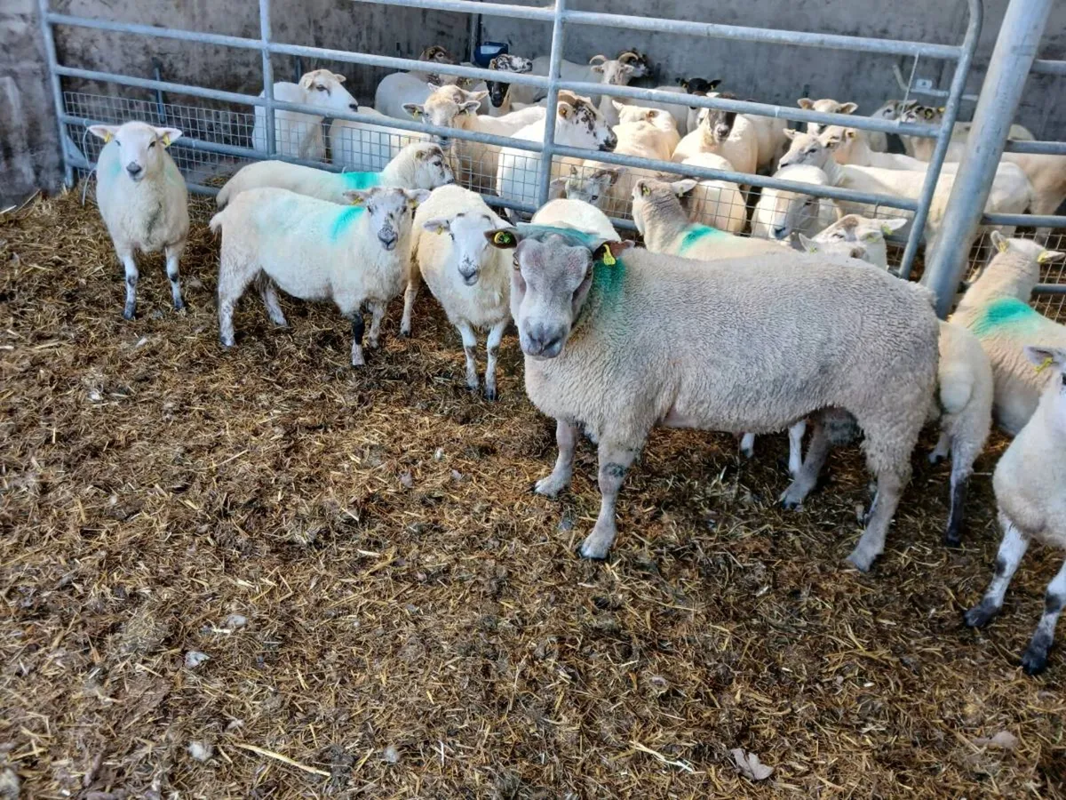 Charolais  hogget ram - Image 2