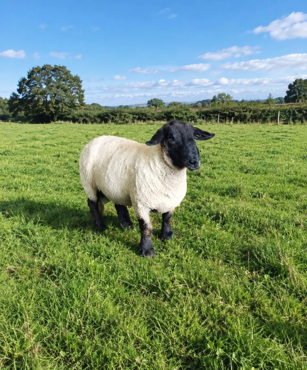Suffolk Ram