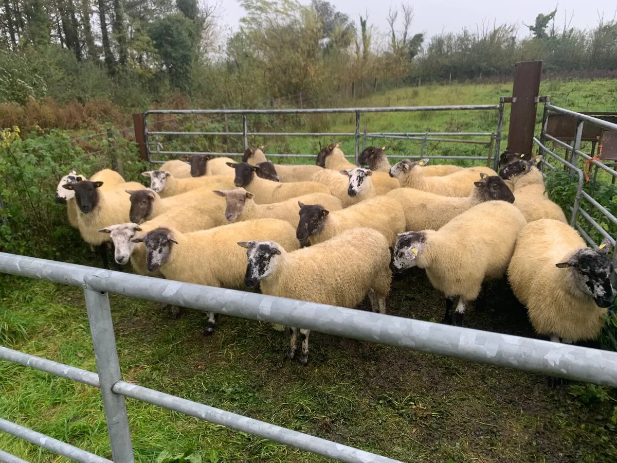 Breeding hoggets - Image 1