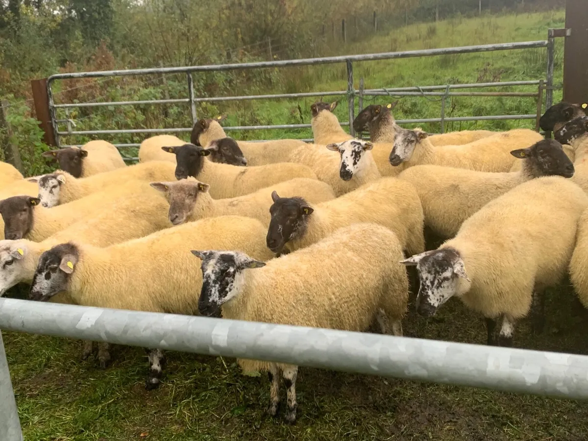 Breeding hoggets - Image 2