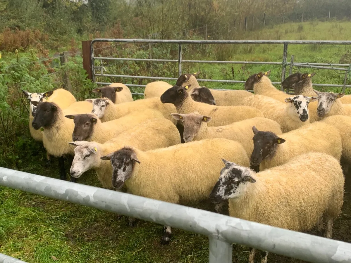 Breeding hoggets - Image 3