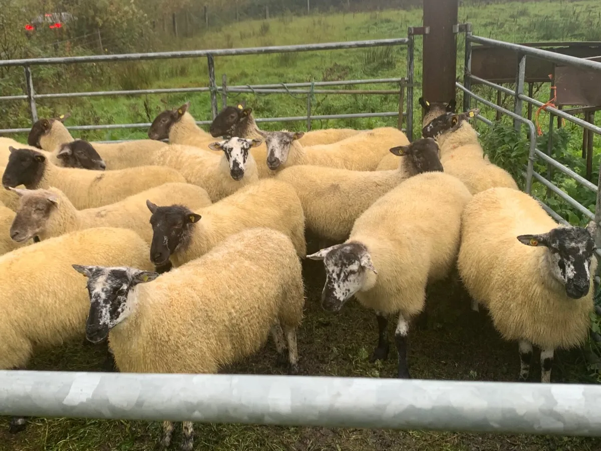 Breeding hoggets - Image 4