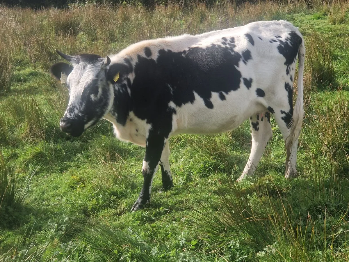 Droimeann Cows and Beet Calves for sale - Image 1