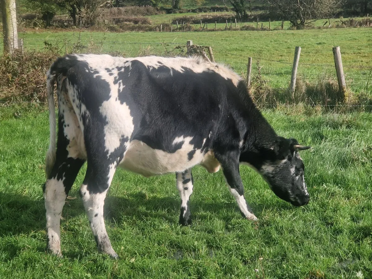 Droimeann Cows and Beet Calves for sale - Image 2