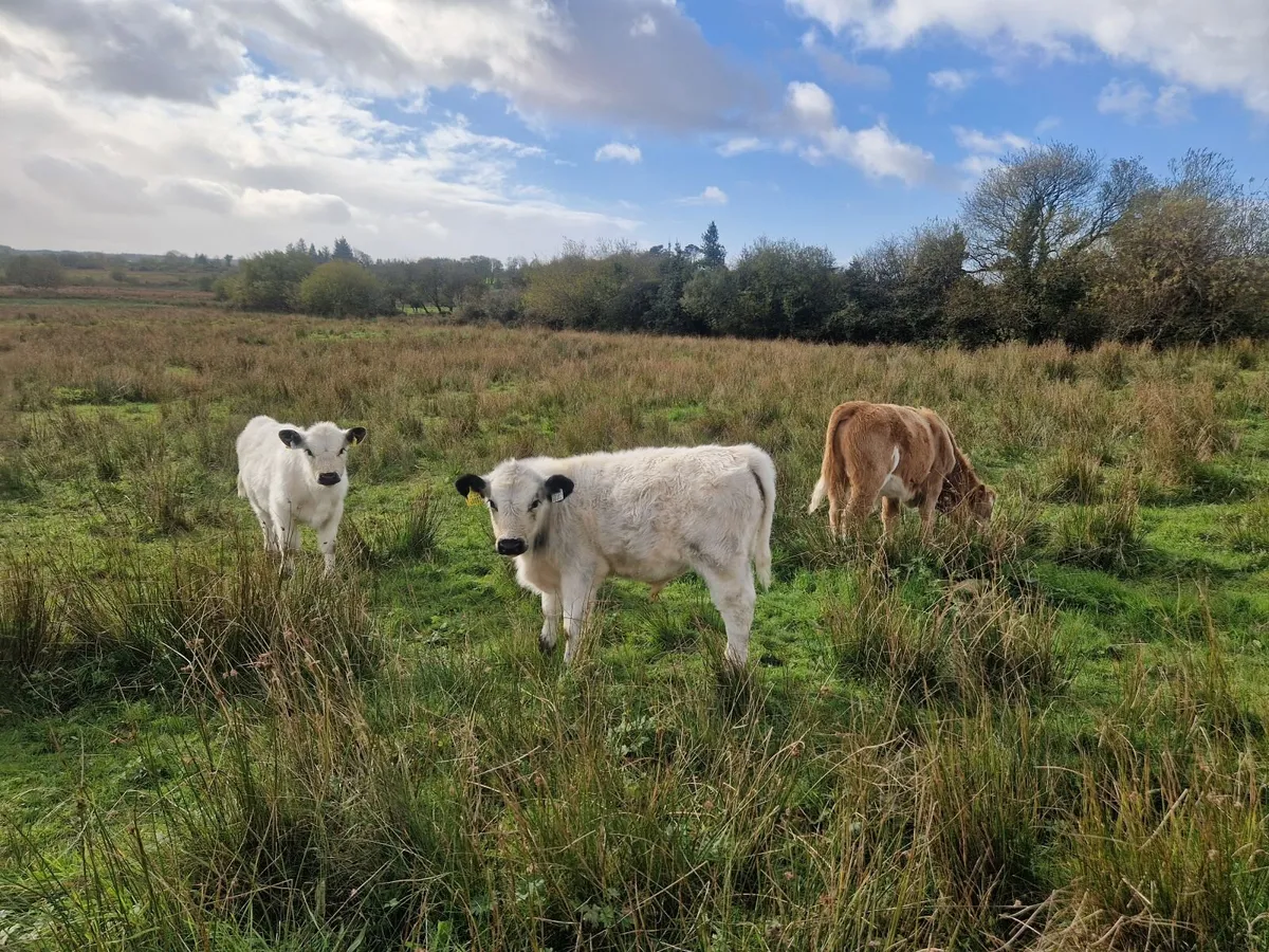 Droimeann Cows and Beet Calves for sale - Image 3