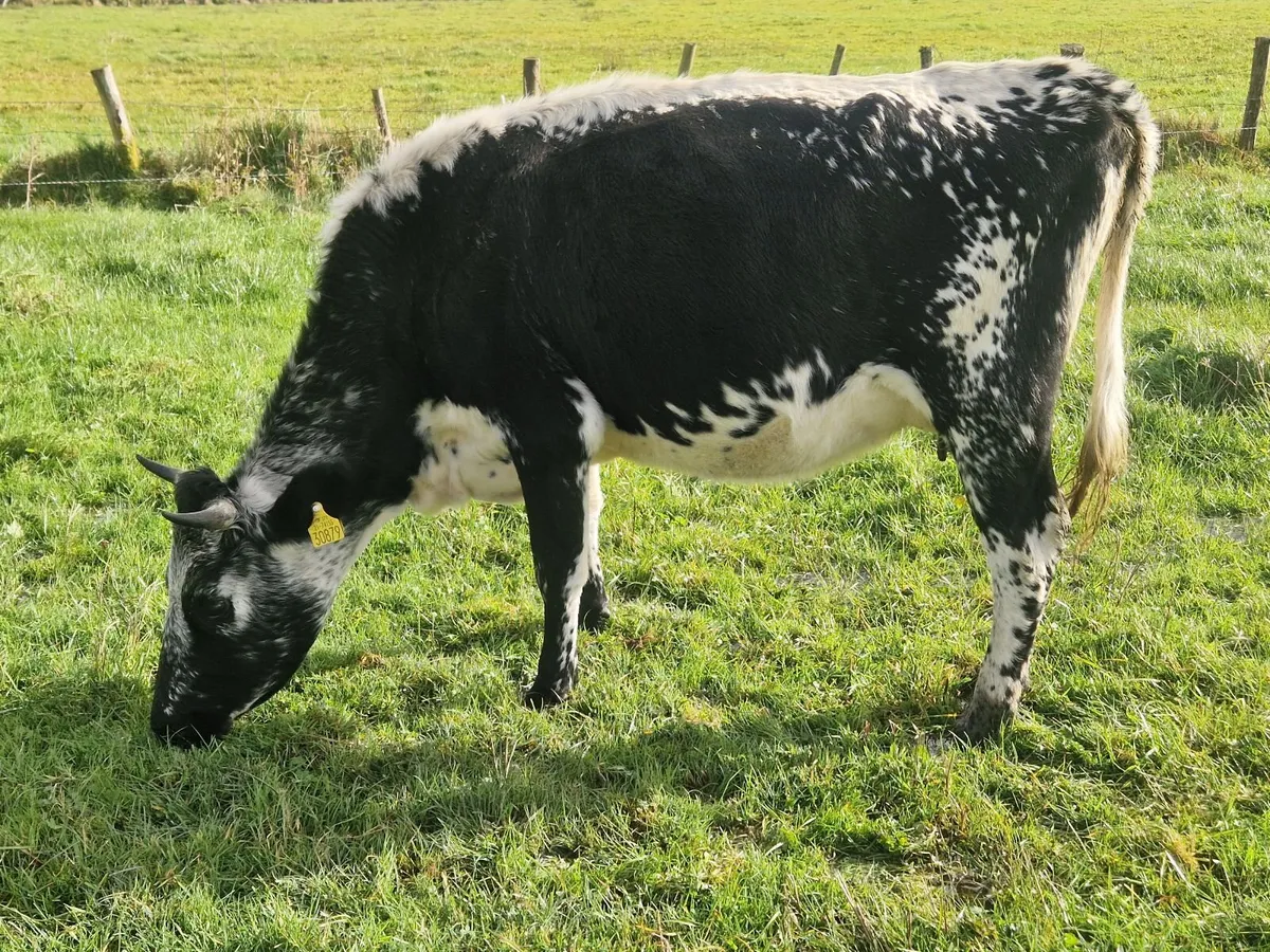 Droimeann Cows and Beet Calves for sale - Image 4