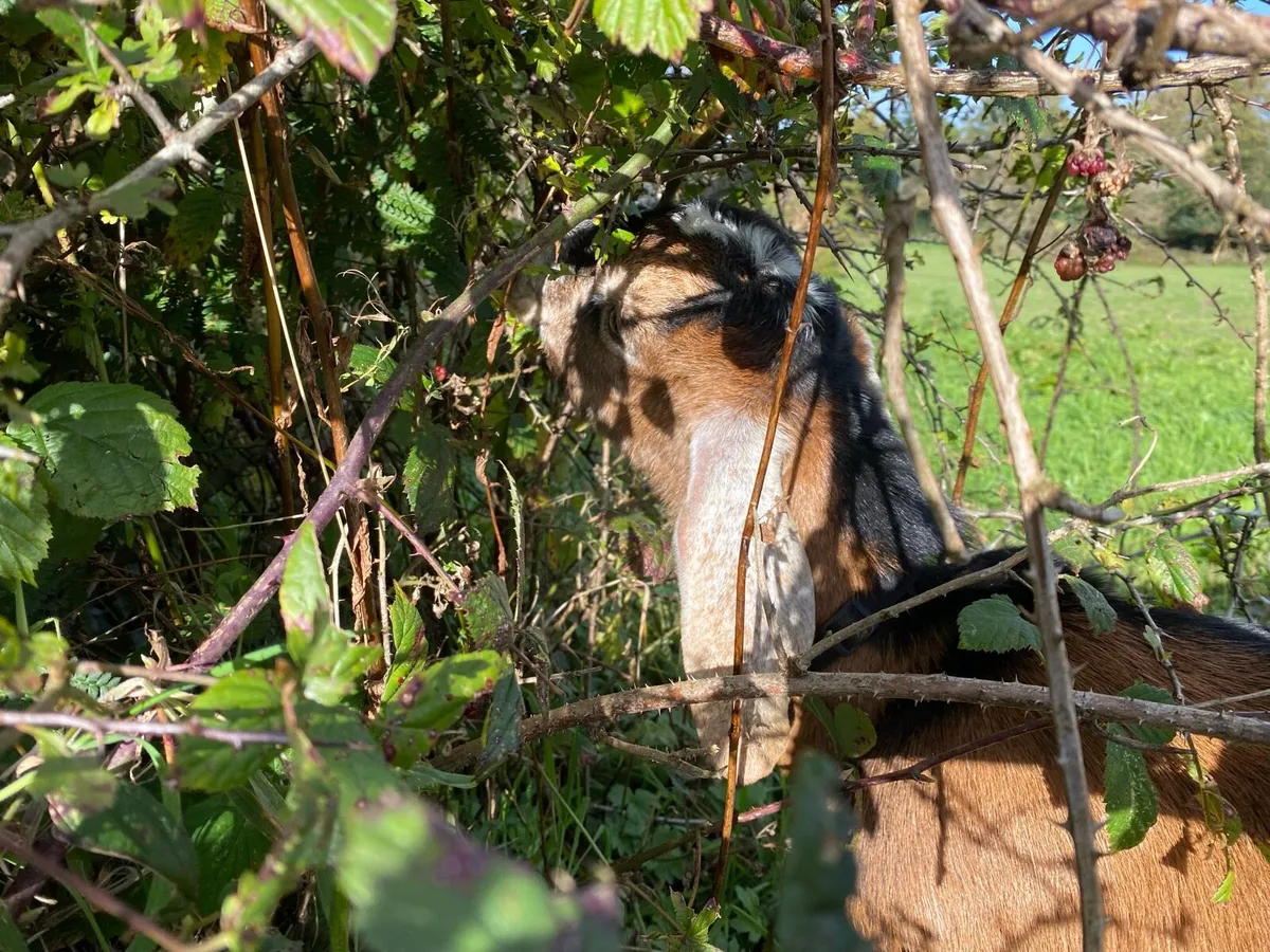 Nubian goat Buckling - Image 2