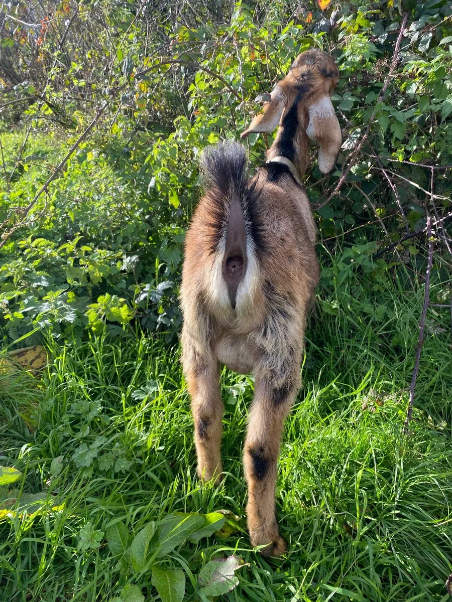 Nubian goat Buckling - Image 3