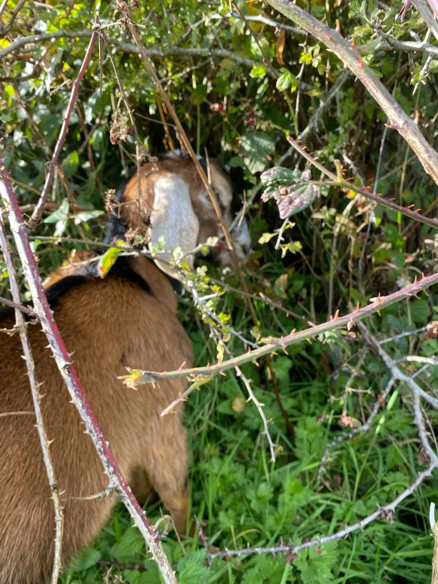 Nubian goat Buckling - Image 4