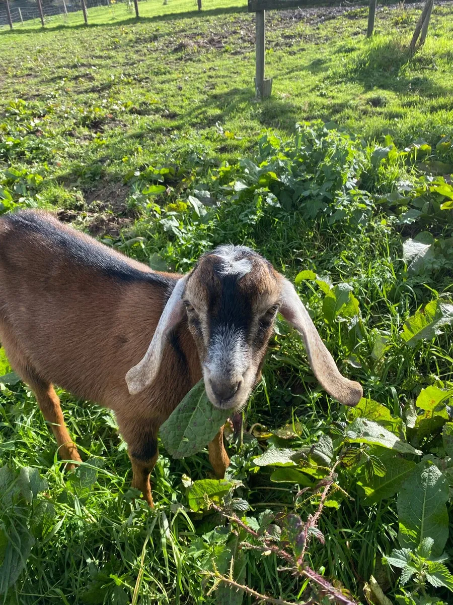 Nubian goat Buckling - Image 1