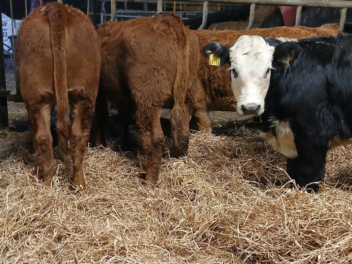15 Lovely Continental Heifer Weanlings - Image 2