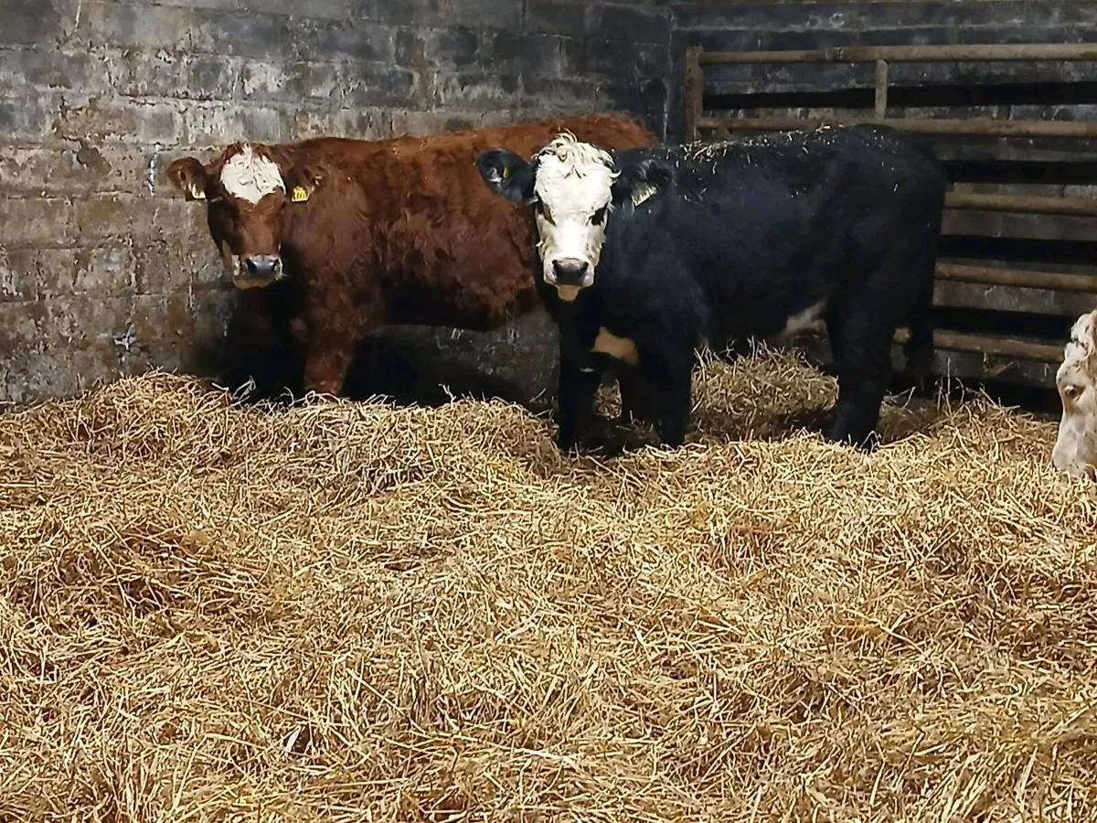 15 Lovely Continental Heifer Weanlings - Image 3
