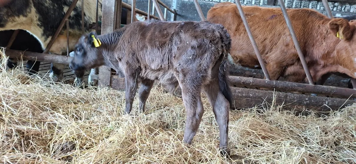 Angus Bull Calf - Image 1