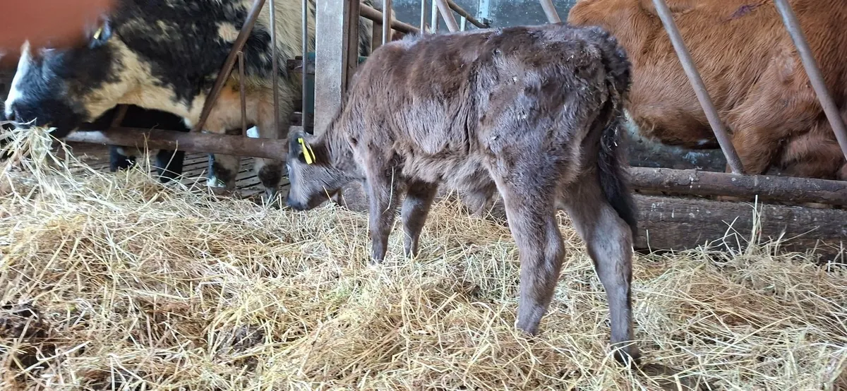 Angus Bull Calf - Image 4