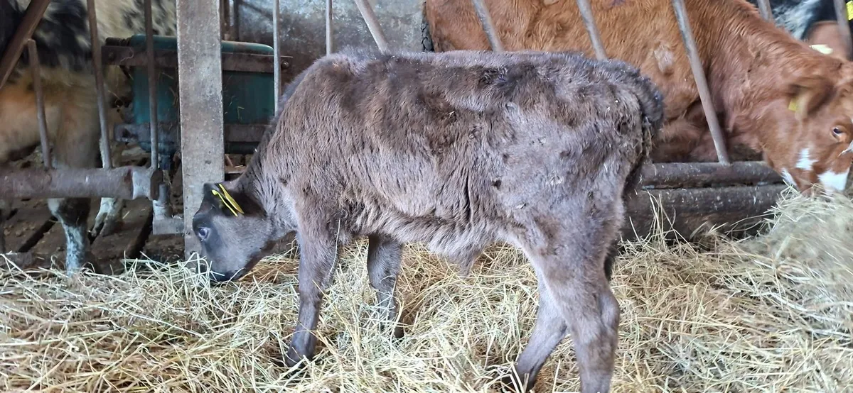 Angus Bull Calf - Image 2