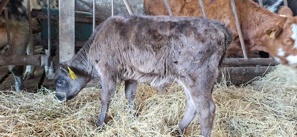 Angus Bull Calf - Image 3