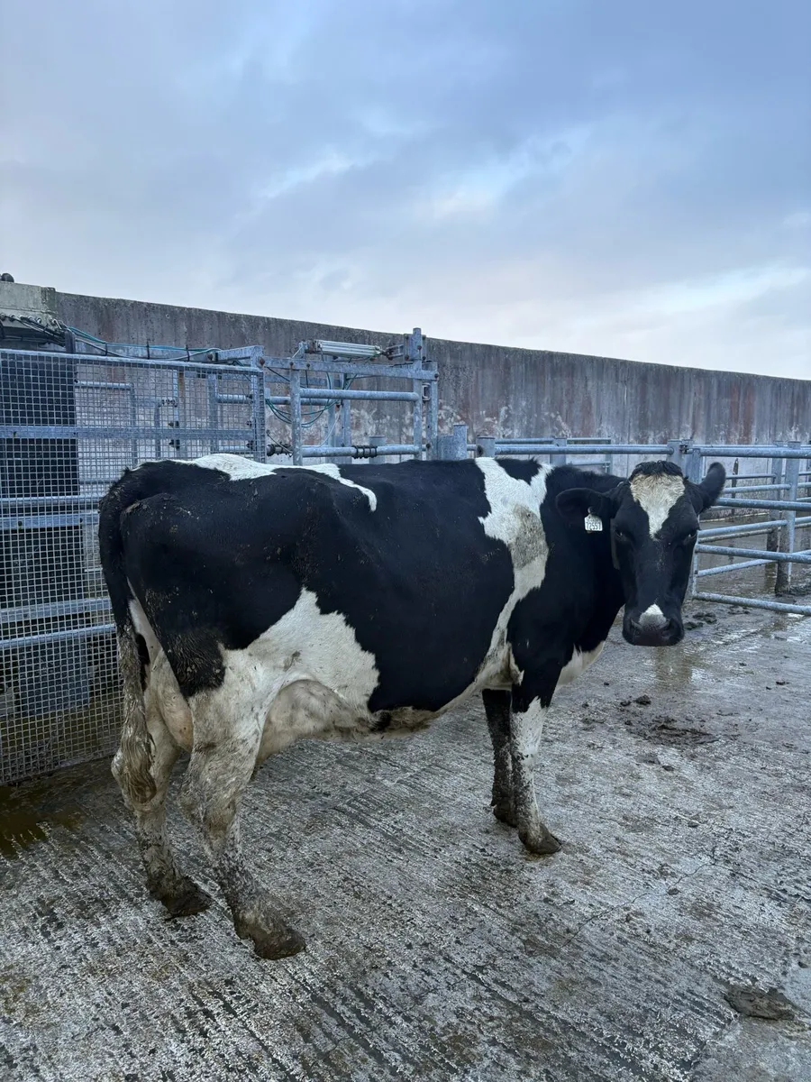 15 Empty dairy cows - Image 1