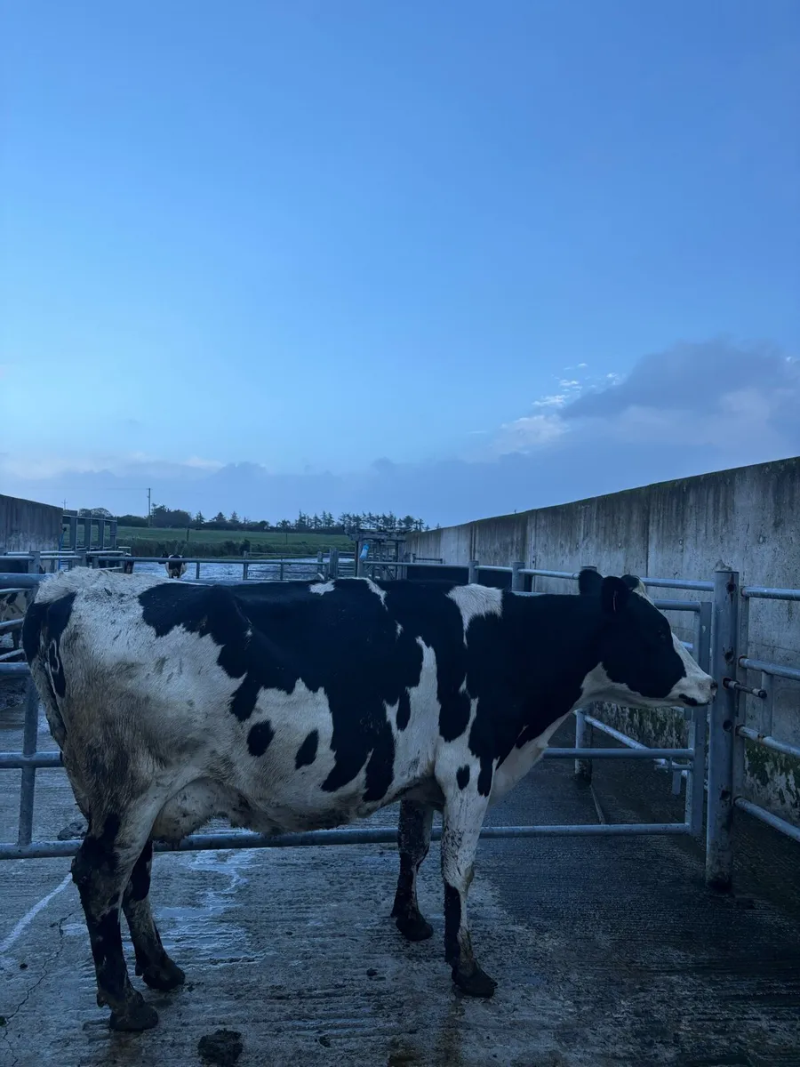 15 Empty dairy cows - Image 2