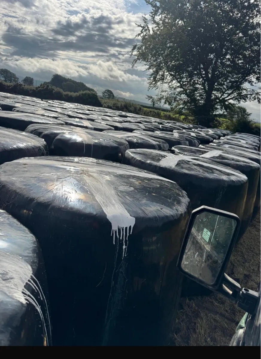 Round bales of Silage - Image 1