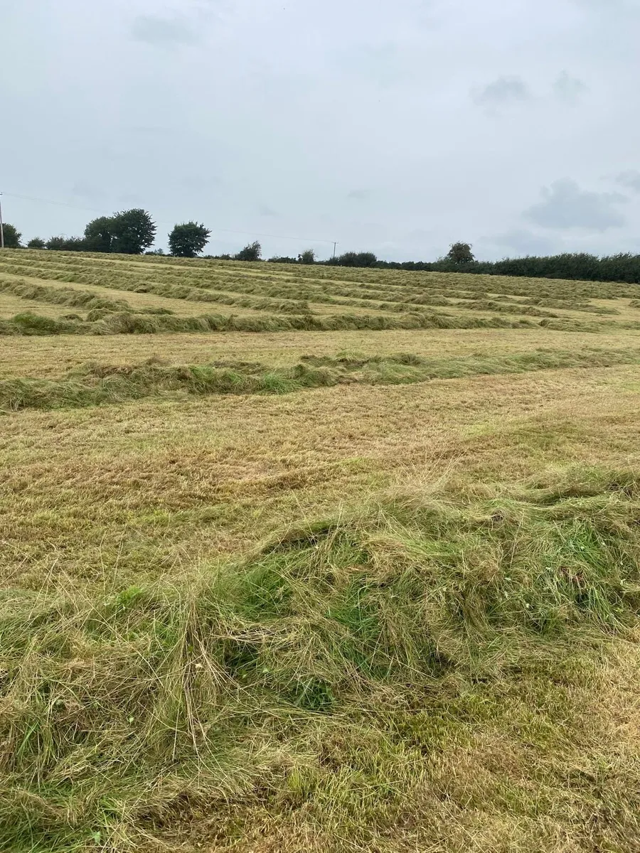 Round bales of Silage - Image 3