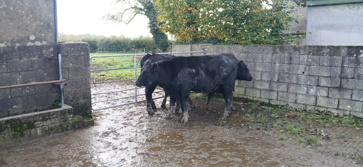 3 AA Heifers - Image 4