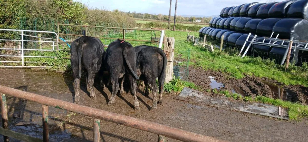 3 AA Heifers - Image 1