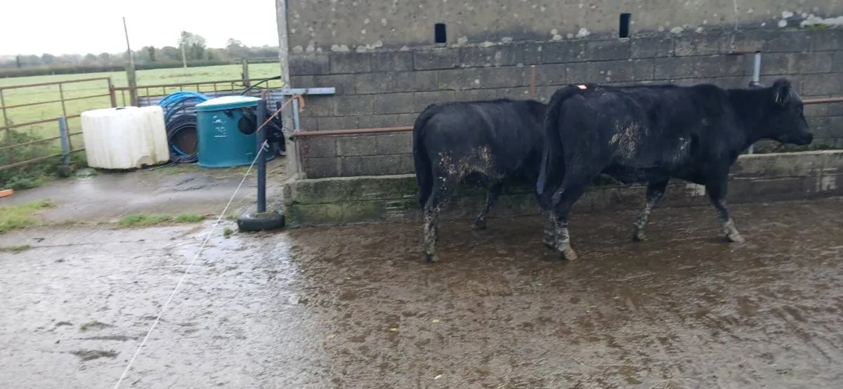3 AA Heifers - Image 2