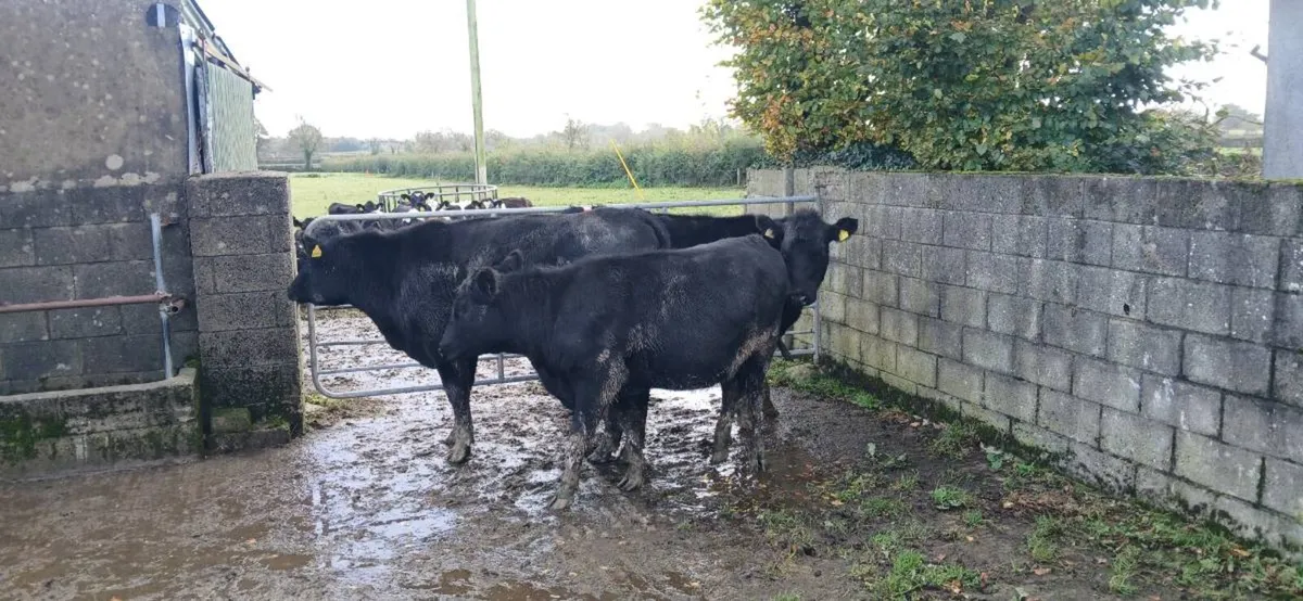 3 AA Heifers - Image 3